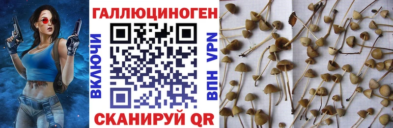 Псилоцибиновые грибы GOLDEN TEACHER  omg ссылка  Красный Кут  закладки 